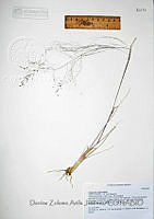 DZAJ1975 Eragrostis lugens.JPG