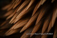 MN6PG0147 Corona de Águila Real (Aquila Chrysaetos).jpg