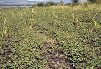 EHX0083 Ipomoea batatas.JPG