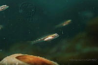 IDG1574 Coryphopterus sp..jpg