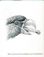 MAPM1041 Lorius lory.jpg