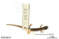 ME006 herp SCLC 0216 Dendrotriton megarhinus - (Rabb, 1960).jpg
