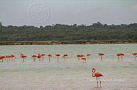 FBA0934 Phoenicopterus ruber.jpg