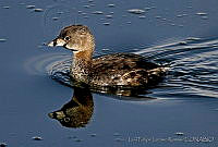 LFLR0070 Podilymbus podiceps.jpg