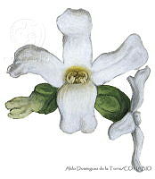 ADDLT0021 Avicennia bicolor.JPG