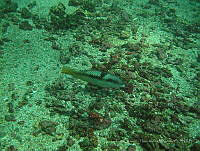 LGHM029 Serranus psittacinus.jpg
