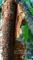 LCF 0489 Bursera simaruba.jpg