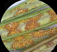 SL2515 Euchile mariae.jpg