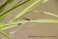 PJ016 0621 Hetaerina americana.JPG