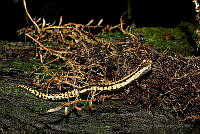 OJL052 Bolitoglossa alberchi.jpg