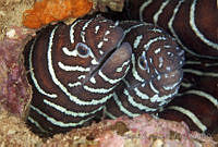 CCK0208 Gymnomuraena zebra.jpg