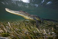 CCK0357 Crocodylus acutus.jpg