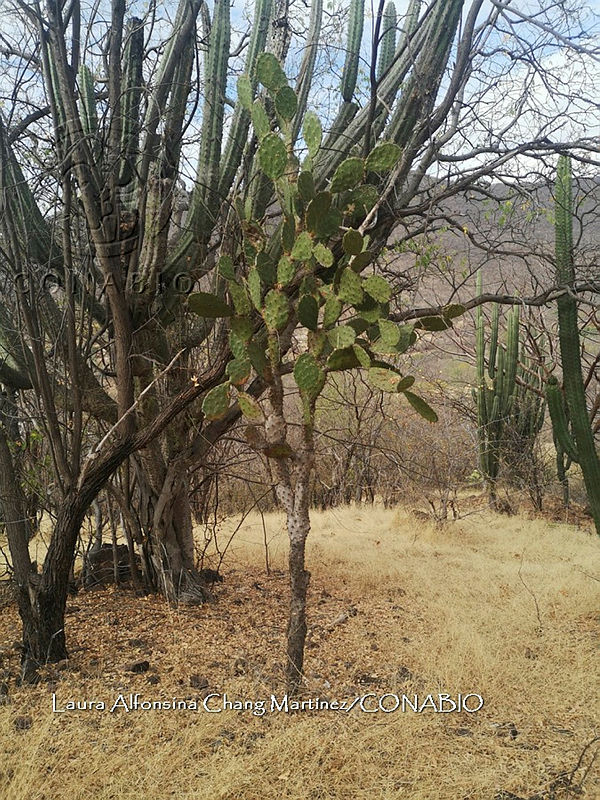 RG016%200332%20Opuntia%20crassa.jpg.nyfl5YL0MWG3k9djQA3g0JtbmFja29CbnFuZ3NAbXJ6LGtwZwA.xQSpYssh5i