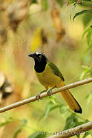 EGP0022 Cyanocorax yncas.jpg