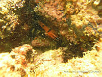 ALCM004 Apogon retrosella.JPG