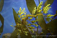 MS0158 Phycodurus eques.jpg