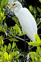 PC0003 Ardea alba.jpg