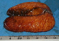 LEAdA059 Pterygoplichthys pardalis.jpg