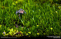 Ranita del Pedregal.jpg