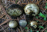 AKL0042 Pisolithus tinctorius.jpg