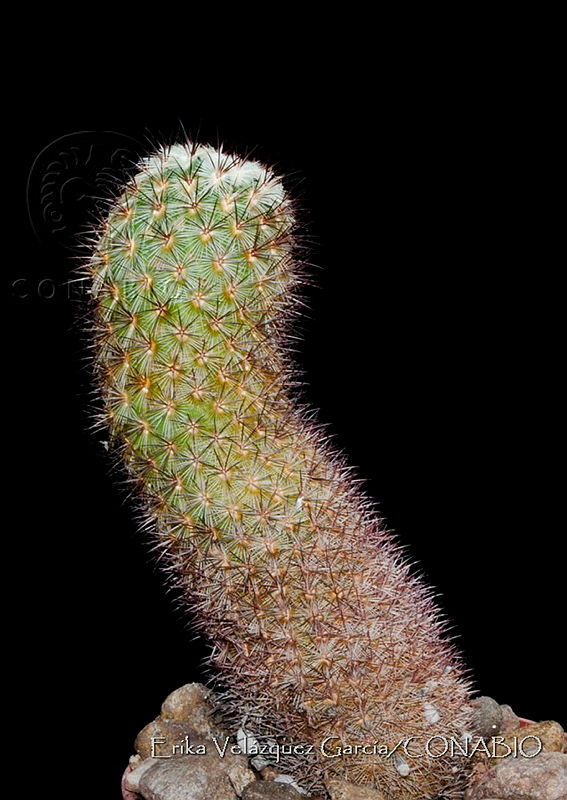 EVG019%20Mammillaria%20microhelia.jpg.nyeftIL0MfFh3ddhQA3g0JtbmFja29CbnFuZ3NAbXJ6LGtwZwA.zOWr3jrgGA