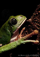 IMDOC0104 Agalychnis dacnicolor.jpg