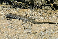 VHL0401 Aspidoscelis tigris.jpg