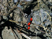 JJSE0180 Erythrina flabelliformis.JPG