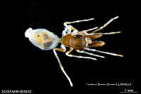 ME006 araña 0004 Sarinda hentzi.jpg