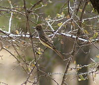 IE003 0040 Myiarchus cinerascens.jpg
