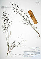 DZAJ1400 Eragrostis mexicana ssp. mexicana.JPG