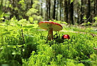 MGC01 Russulaceae.jpg