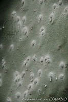 ARL00167 Dactylopius coccus.jpg