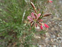 ASSA011 Oenothera suffrutescens.jpg