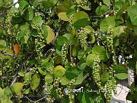 JF078 0153 Coccoloba uvifera.jpg