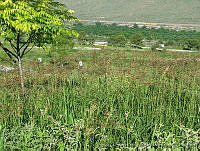 JVR0047 Chloris gayana.jpg