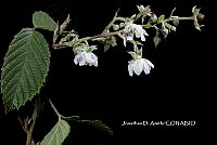 ME010 JA 00598 Rubus schiedeanus Steud., 1841.JPG