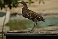 HJ6- 0051- Tigrisoma mexicanum.jpg