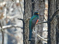 UR006 020 Trogon elegans.jpg