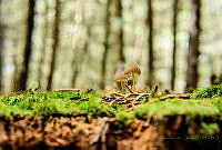 VJMC01 Coprinellus sp..jpg