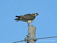 CGL2605 Pandion haliaetus.jpg