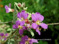 JAdNV0112 Melochia tomentosa.JPG