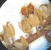 SL3421 Clethra hartwegii.jpg