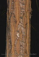VWS&YRA0025 Beaucarnea pliabilis.jpg