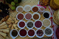 FBA0865 Phaseolus vulgaris y Zea mays.jpg