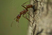 IMDOC1915 Formicidae.jpg