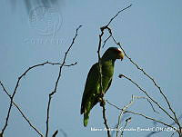 MAGB 0052 Amazona albifrons.JPG
