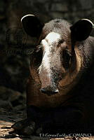 EGP0099 Tapirella bairdii.jpg