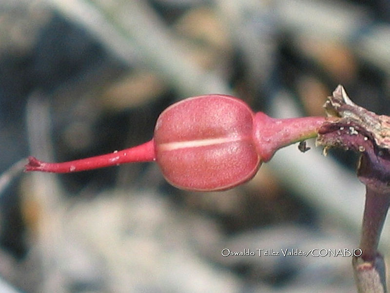 OTVBK029%203902%20Euphorbia%20tithymaloides%20subsp.%20tithymaloides.jpg.nCiTkZH0MQFbeQthQA0A.NLRuBuAV6P