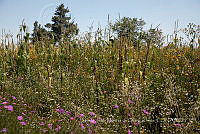 IMDOC4231 Zea mays.jpg